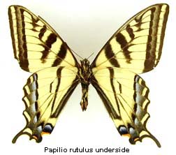 Papilio rutulus, bottom
