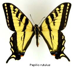 Papilio rutulus, top