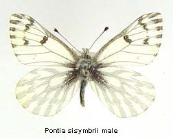 Pontia sisymbrii, male, top