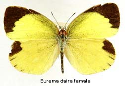 Eurema daira, female, top