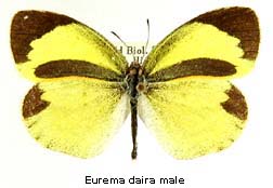 Eurema daira, male, top