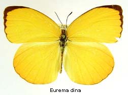 Eurema dina, top