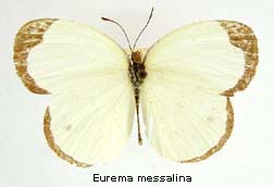 Eurema messalina, top