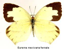 Eurema mexicana, female, top