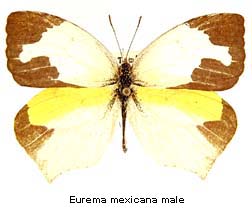 Eurema mexicana, male, top