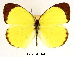 Eurema nise, top