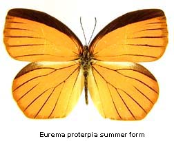 Eurema proterpia, summer form, top