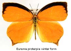 Eurema proterpia, winter form, top