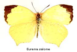 Eurema salome, top