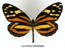 Lycorea cleobaea, top