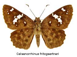 Celaenorrhinus fritzgaertneri, top