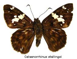 Celaenorrhinus stallingsi, top