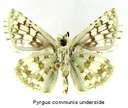 Pyrgus communis, bottom
