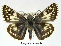 Pyrgus communis, top