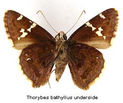 Thorybes bathyllus, bottom