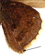Thorybes bathyllus, rear wing bottom