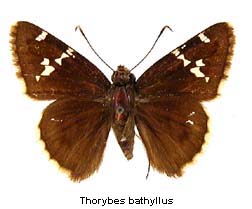 Thorybes bathyllus, top