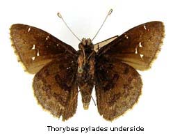 Thorybes pylades, bottom