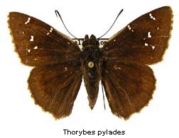 Thorybes pylades, top