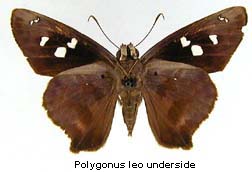 Polygonus leo, bottom