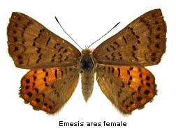 Emesis ares, female, top