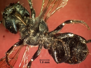 Osmia texana, female, bottom