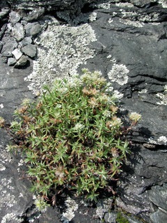 Paronychia argyrocoma, Silvery Nailwort