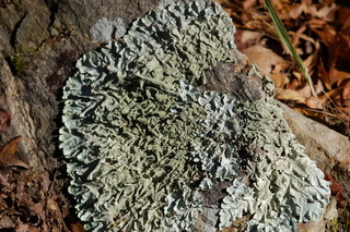 Parmotrema tinctorum