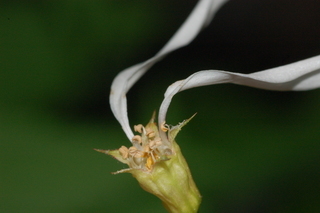 Porteranthus trifoliatus, Bowmans root