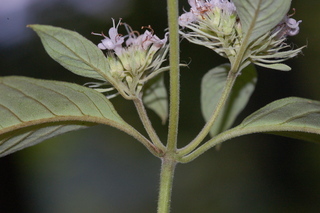 Pycnanthemum montanum