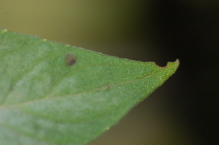 Pycnanthemum montanum, leaf upperside