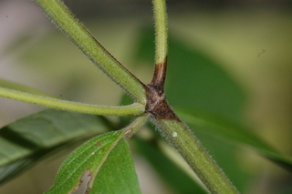 Pycnanthemum montanum, stem