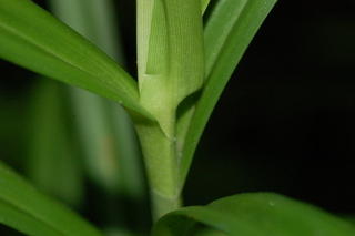 Scirpus polyphyllus, leaf underside