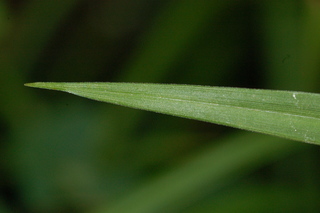 Scirpus polyphyllus, leaf upperside