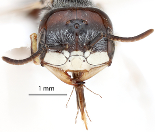 Pseudomacrotera turgiceps