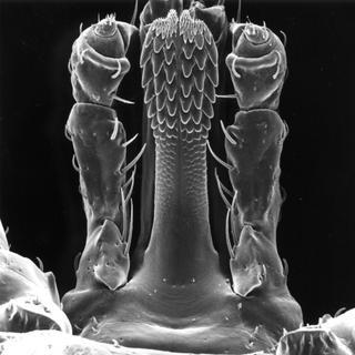 Amblyomma rotundatum, male, head bottom