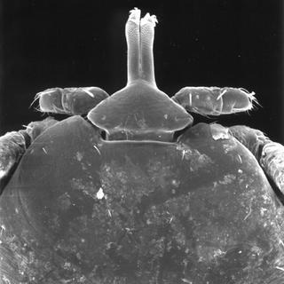 Aponomma elaphense, larva, front head top