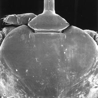 Aponomma elaphense, larva, mid body top