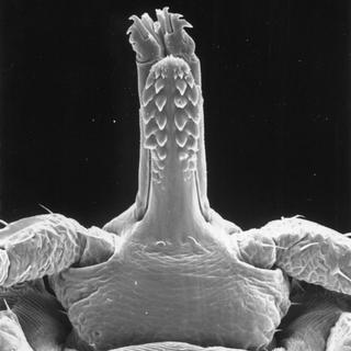 Aponomma elaphense, nymph, front head bottom