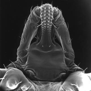 Dermacentor variabilis, male, front head bottom