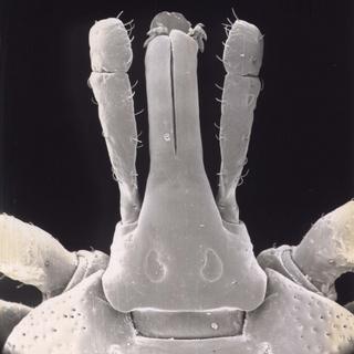 Amblyomma humerale, female, top capitulum