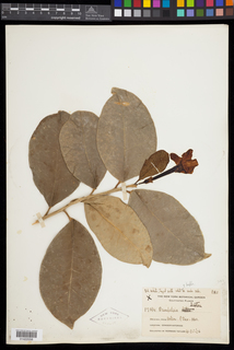 Brunfelsia lactea