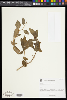 Capsicum pubescens