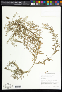 Nierembergia frutescens