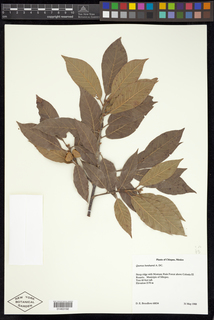 Quercus benthamii
