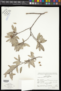 Quercus durifolia