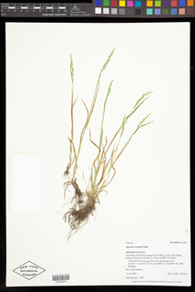 Agrostis exarata
