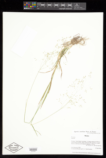 Agrostis castellana