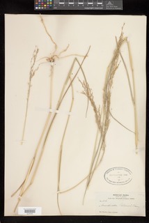 Arundinella hispida