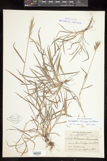 Brachypodium distachyon